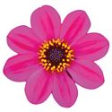 Bild von Ej Dahlia Purple